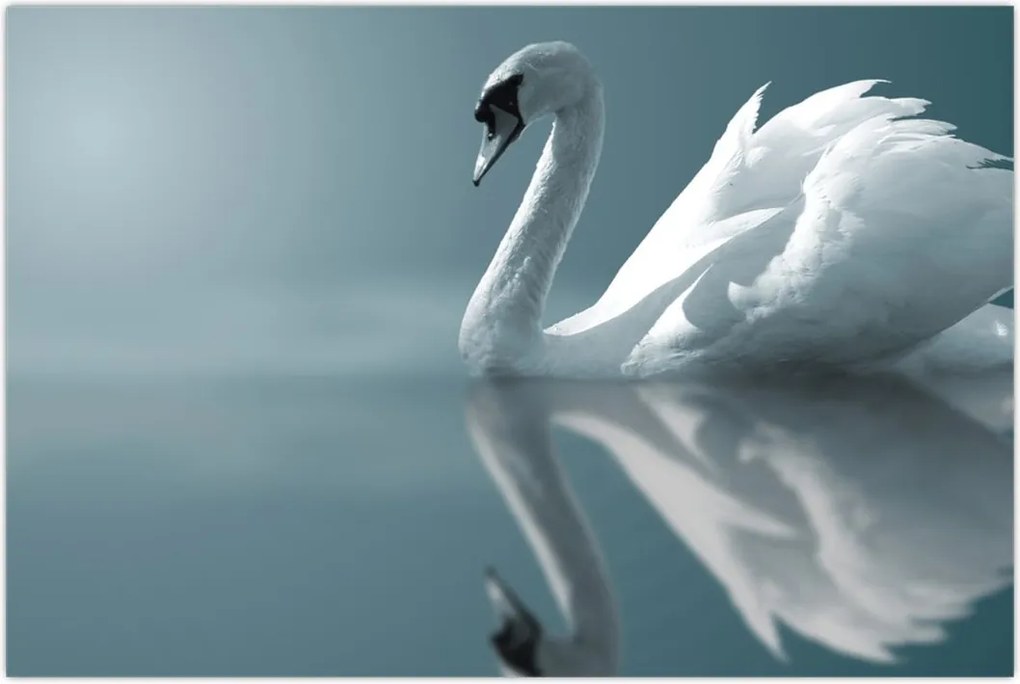 Tablou -Lebădă albă (90x60 cm)