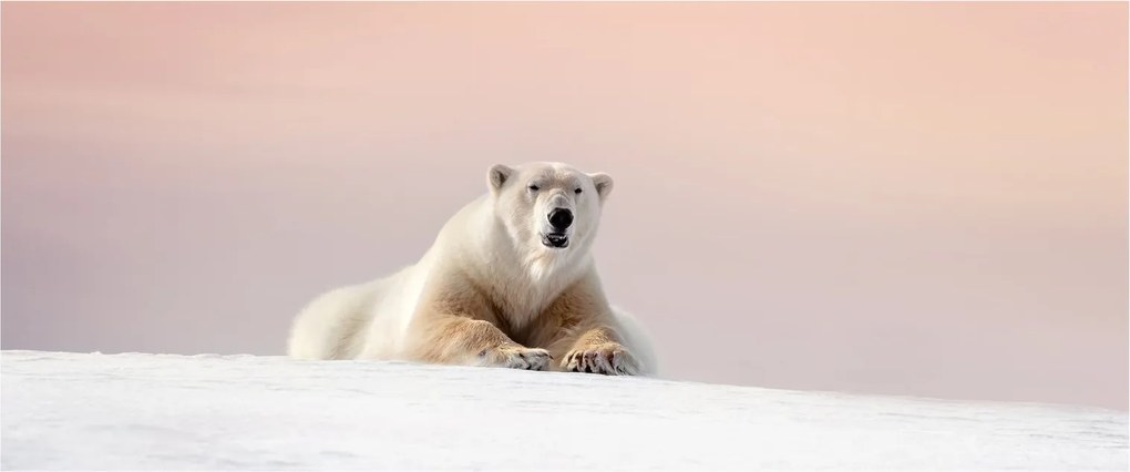 Tablou - Urs polar (120x50 cm)