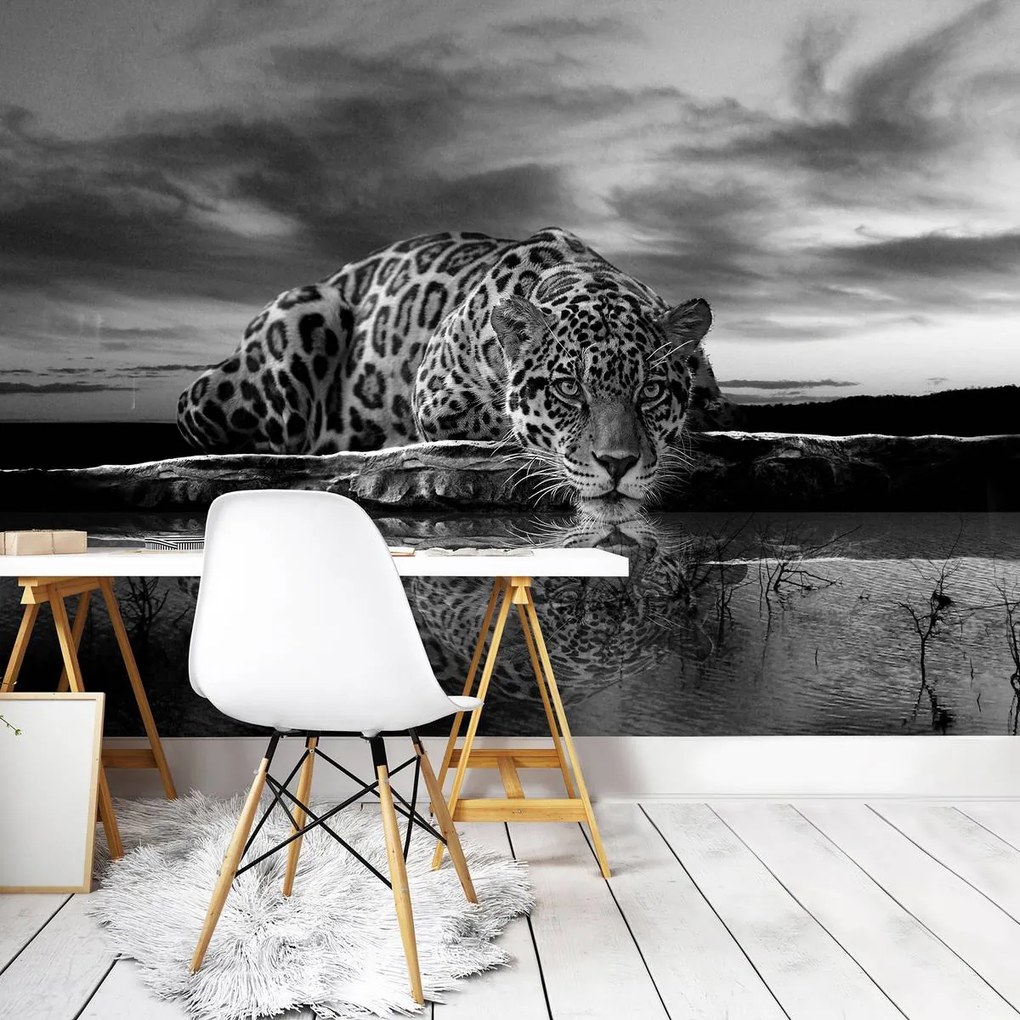 Fototapet - Jaguar târâtor în alb și negru (254x184 cm)