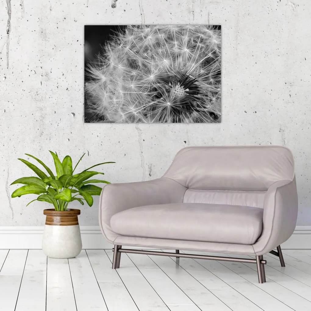 Tablou - mulțime de păpădii (70x50 cm)