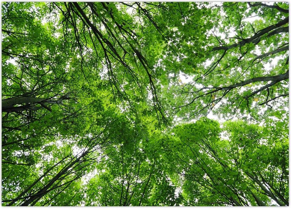 Tablou - privire în coroanele pomilor (70x50 cm)