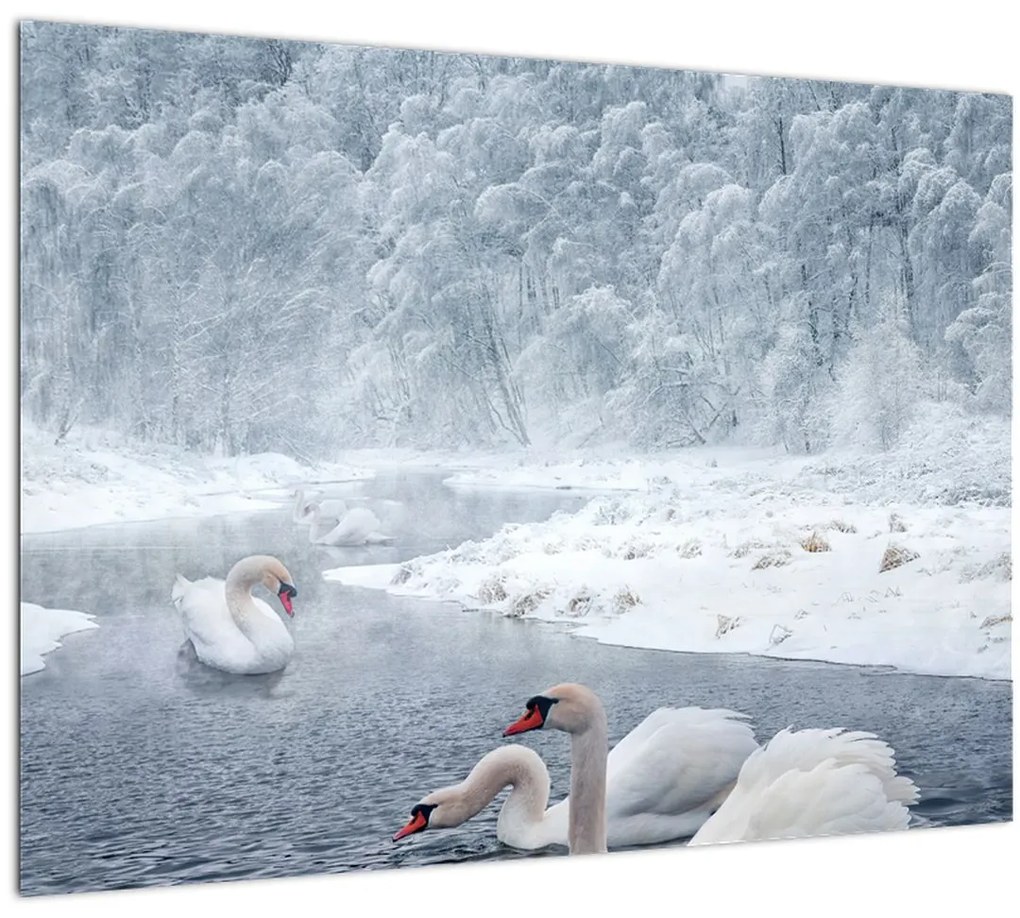 Tablou cu lebăde (70x50 cm)