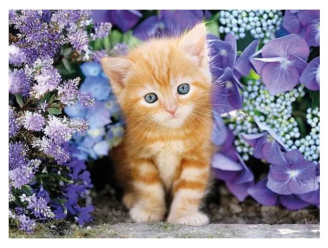 Animale Ginger Puzzle cu 500 de piese cu pisici Clementoni