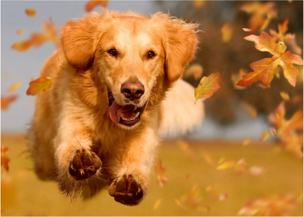 Tablou - Golden Retriever (70x50 cm)