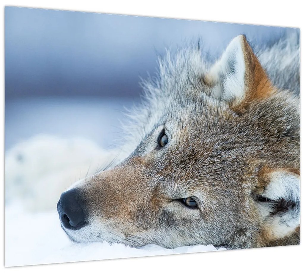 Tablou - Lup (70x50 cm)