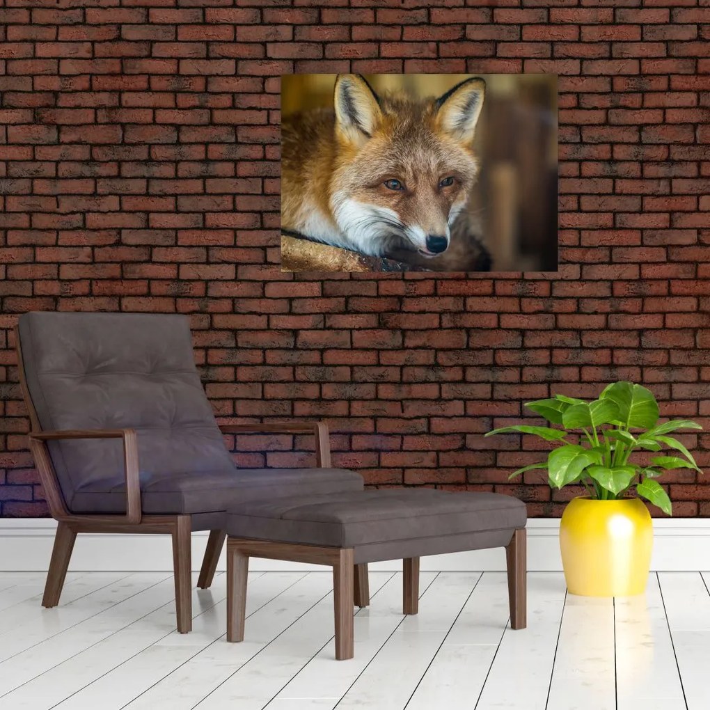 Tablou pe sticlă cu vulpe (70x50 cm)