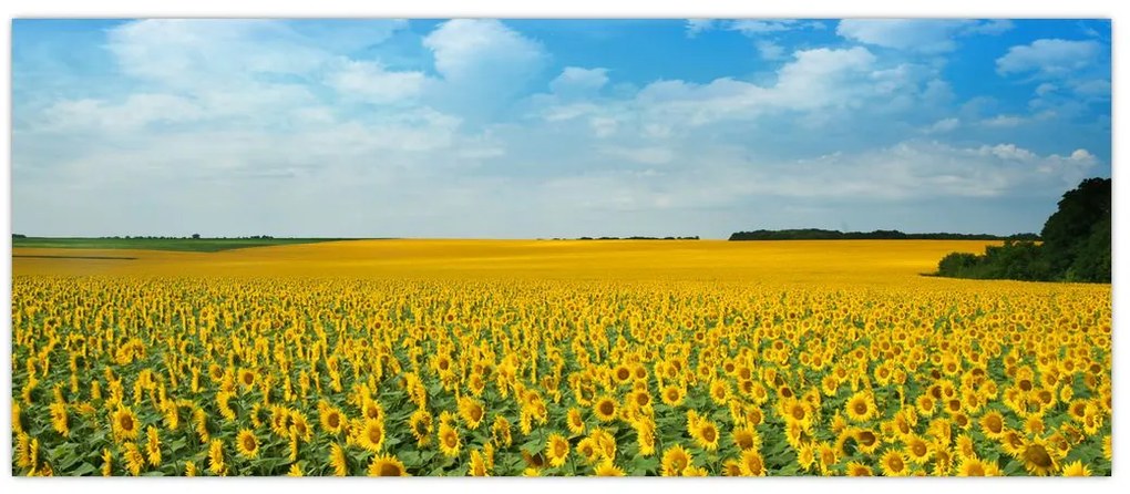 Tablou - câmp cu floarea soarelui (120x50 cm)