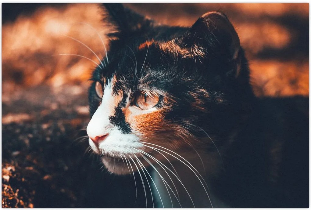 Tablou - Privirea pisicii (90x60 cm)