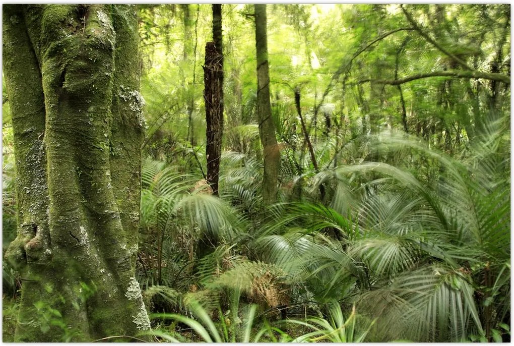 Tablou - Pădure tropicală (90x60 cm)