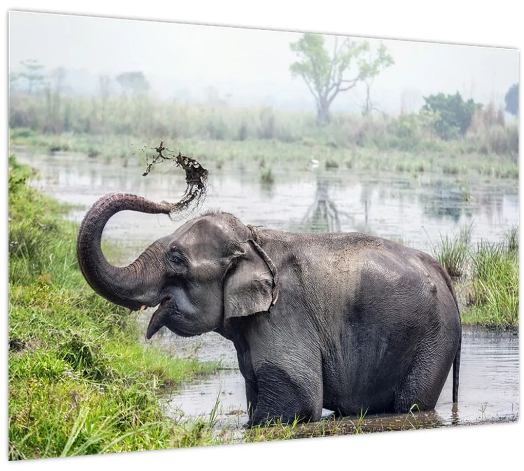 Tablou pe sticlă - Elefant de scăldat (70x50 cm)