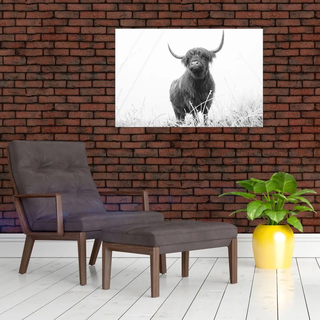 Tablou - Vacă scoțiană 4,alb-negru (90x60 cm)