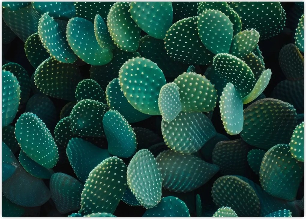 Tablou - Opuntia (70x50 cm)