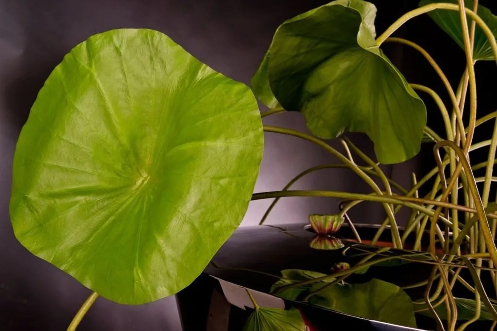 Aranjament floral design LUX, NELUMBO DANCE 200cm 1141485.60