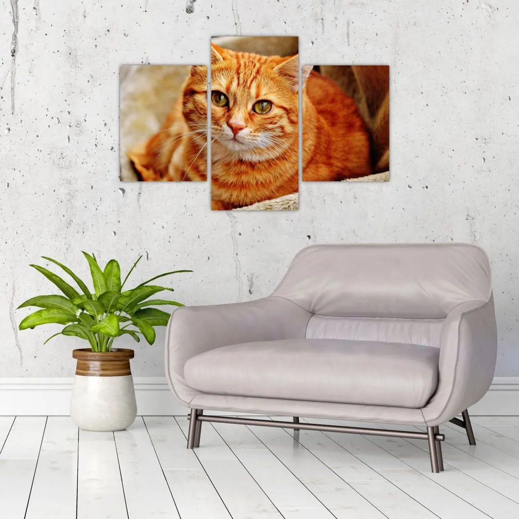 Tablou - Pisica tolenită (90x60 cm)