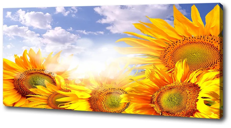 Tablou pe pânză canvas Floarea soarelui