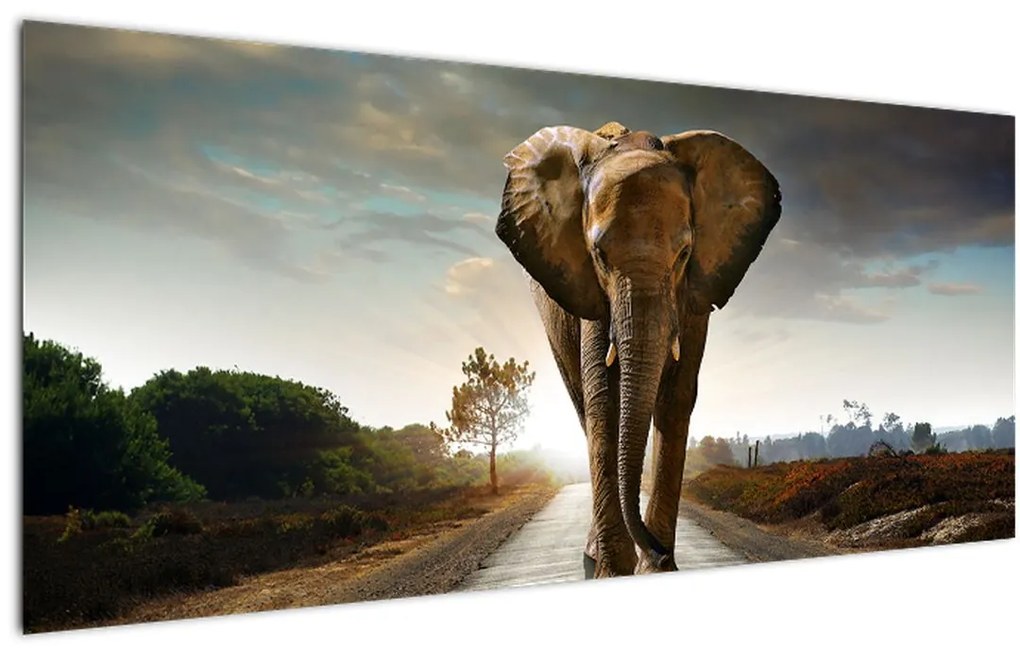 Tablou cu elefant (120x50 cm)