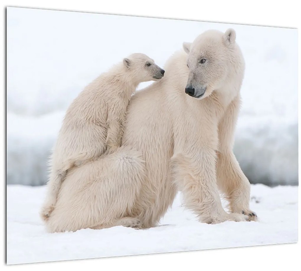 Tablou - Urs polar (70x50 cm)