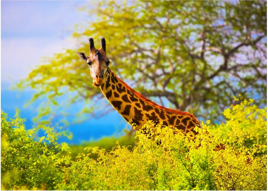 Tablou pe sticlă - Girafa în Africa (70x50 cm)