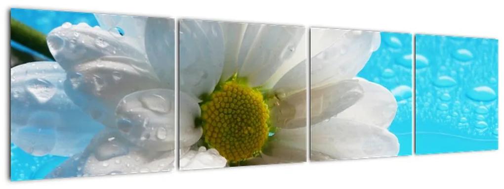Tablou - margaretă floare (160x40cm)