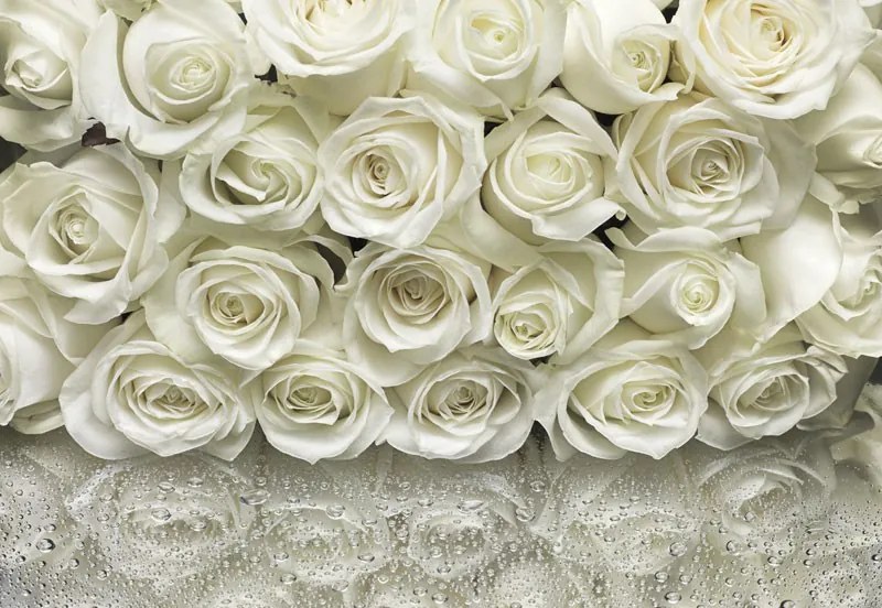 Fototapet floral Trandafiri albi