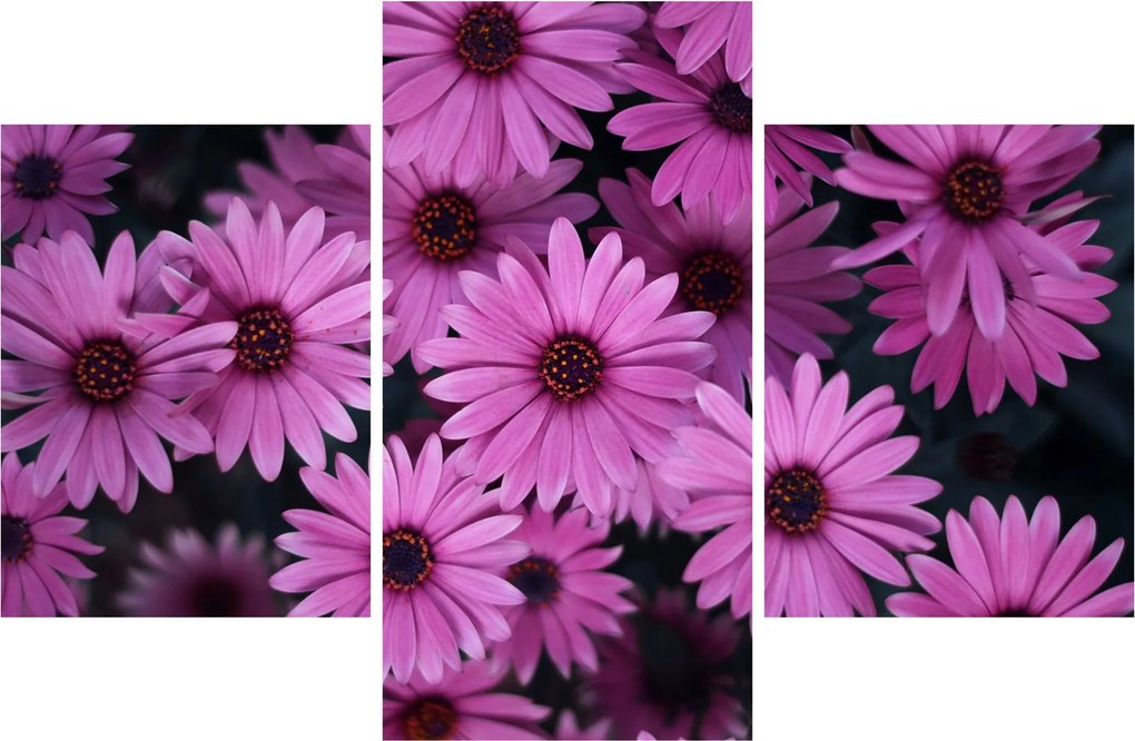 Tablou cu florile roz (90x60 cm)