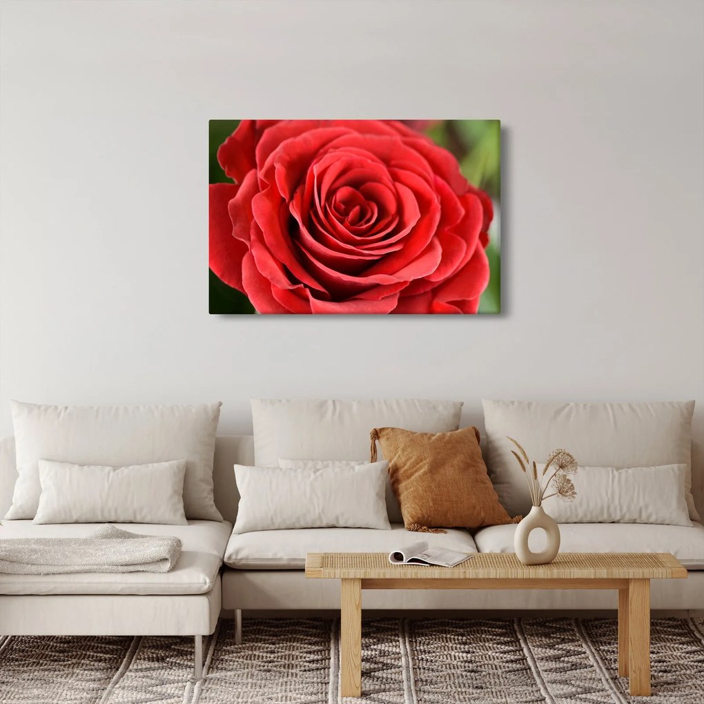 Tablou - Flori de trandafir (90x60 cm)