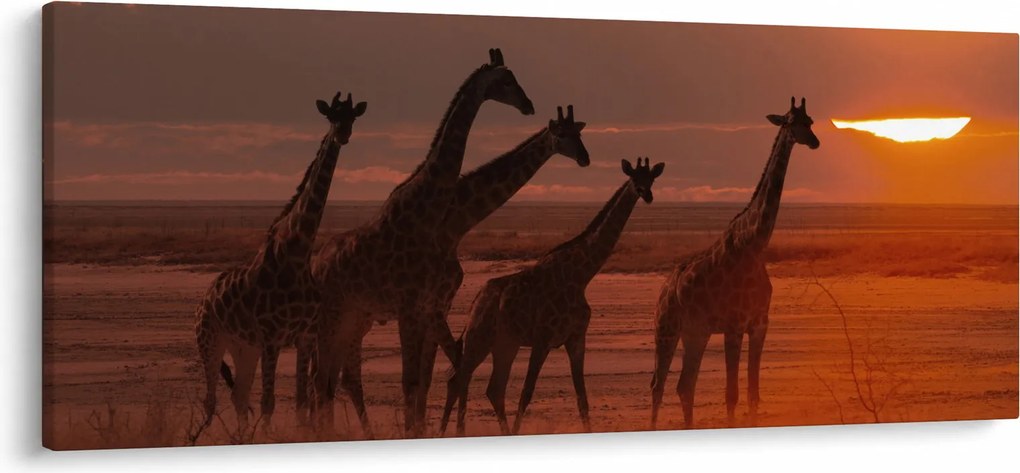 Tablou - Girafe în savana africană (120x50 cm)