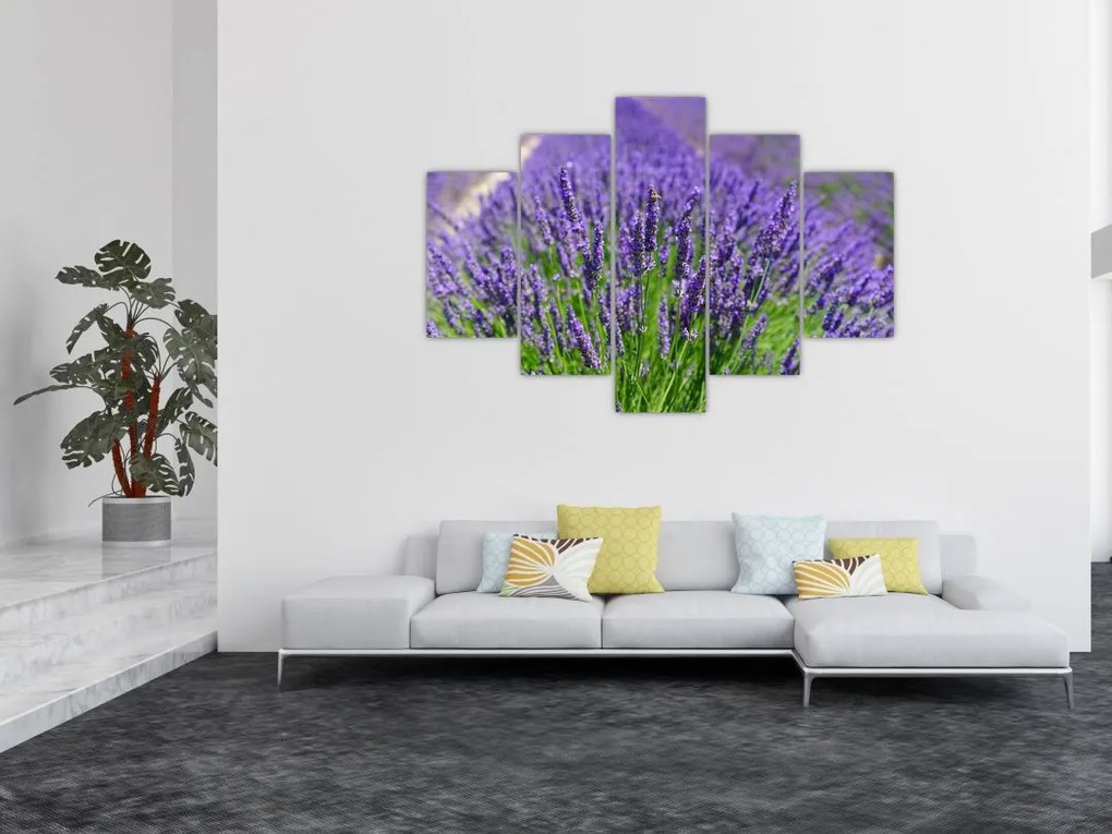 Tablou - lavanda (150x105 cm)