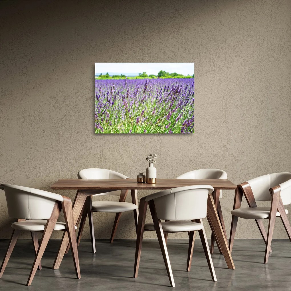 Tablou pe sticlă - Lavandă în câmp (70x50 cm)
