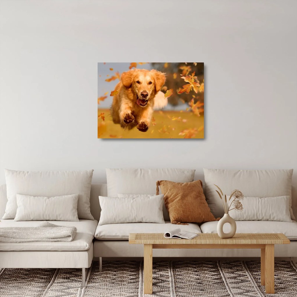 Tablou pe sticlă - Golden Retriever (70x50 cm)