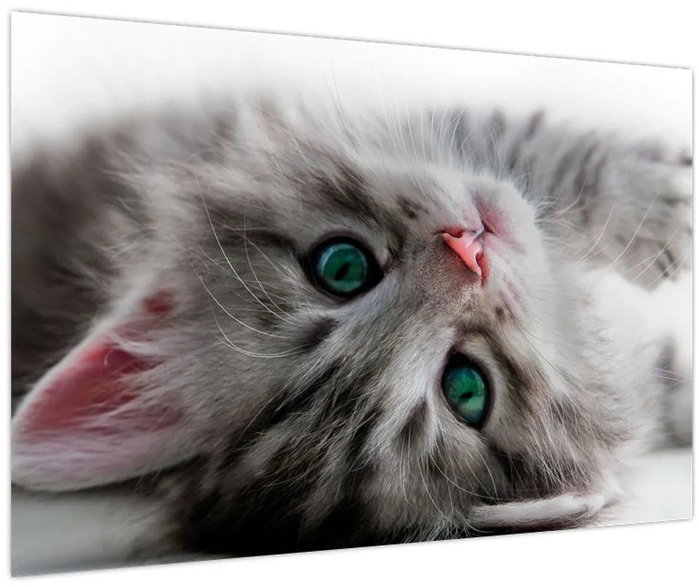 Tablou - Pisica cu ochi verzi (90x60 cm)