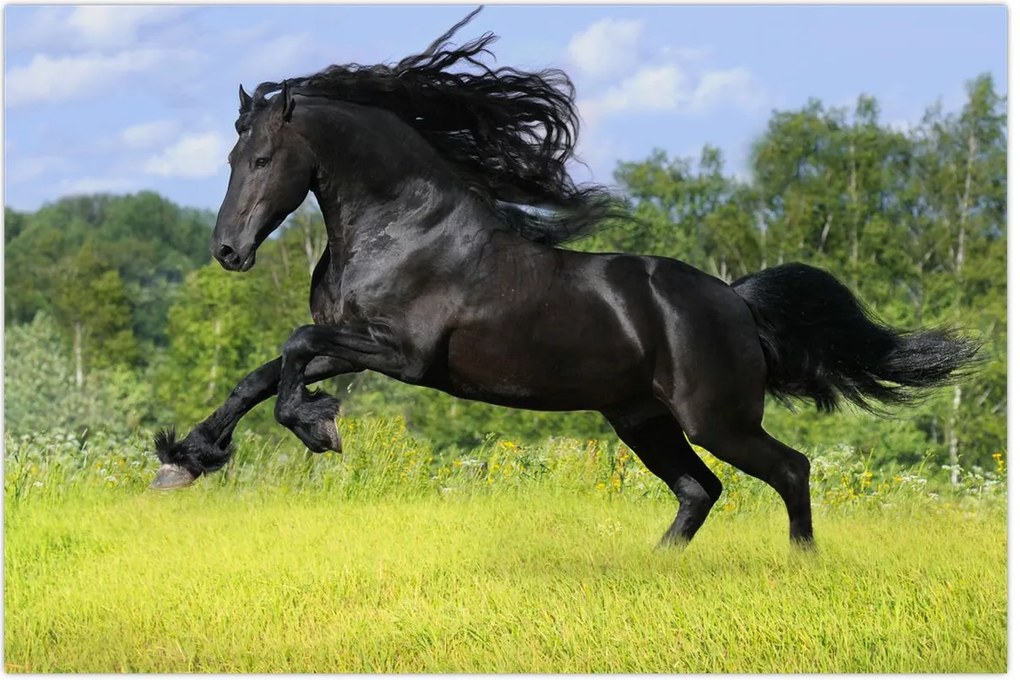 Tablou - Cal cu o coamă curgătoare (90x60 cm)