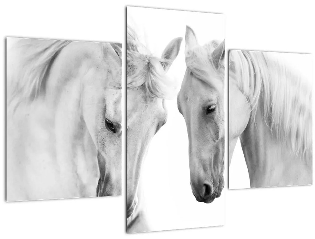 Tabou - Cai albi (90x60 cm)