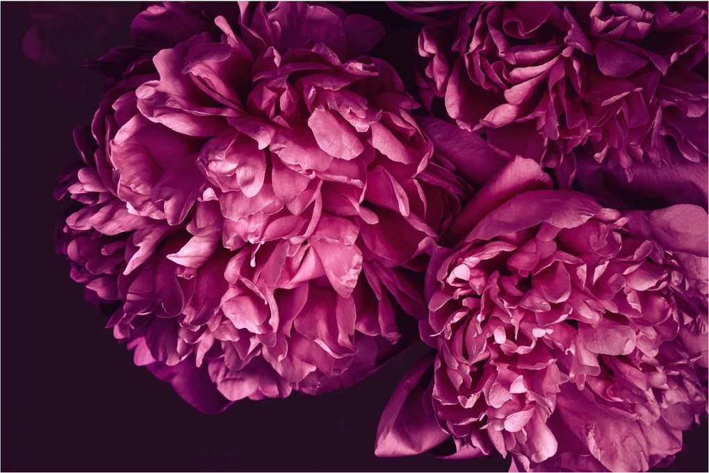 Tablou - Floarea bujorului (90x60 cm)