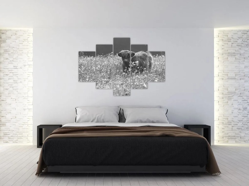 Tablou - Vacă scoțiană 5,alb-negru (150x105 cm)