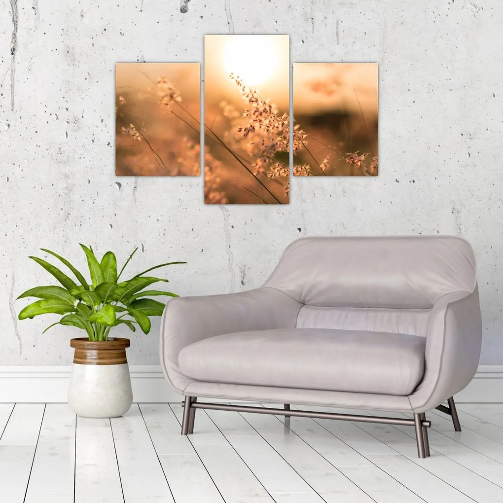 Tablou - Iarbă la soare (90x60 cm)