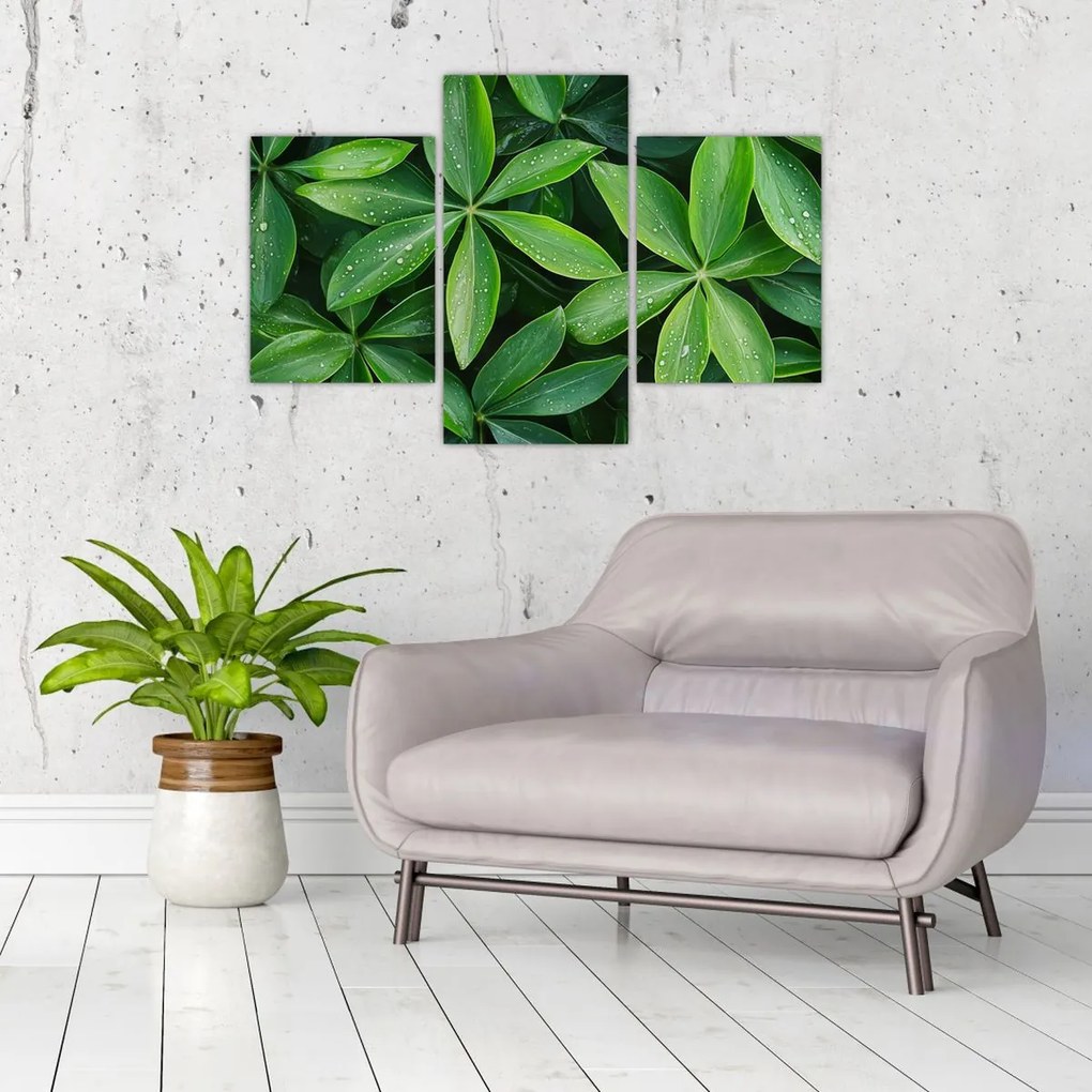 Tablou - Frunze cu picături de rouă (90x60 cm)