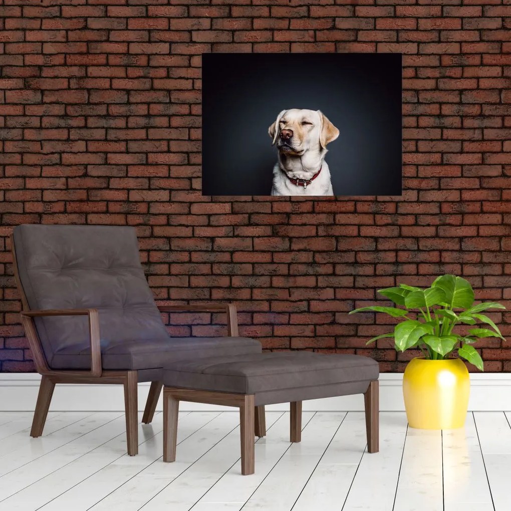 Tablou pe sticlă cu labrador (70x50 cm)