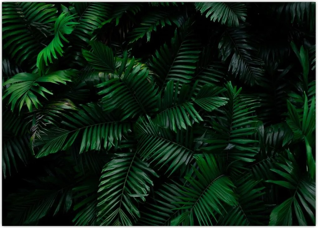 Tablou - Păpădii tropicale (70x50 cm)