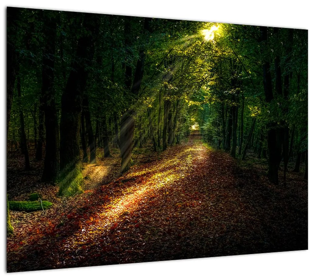 Tablou cu poteca prin pădure (70x50 cm), în 40 de alte dimensiuni noi