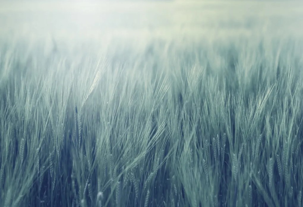 Tapet Rye Field, Turquoise, Rebel Walls