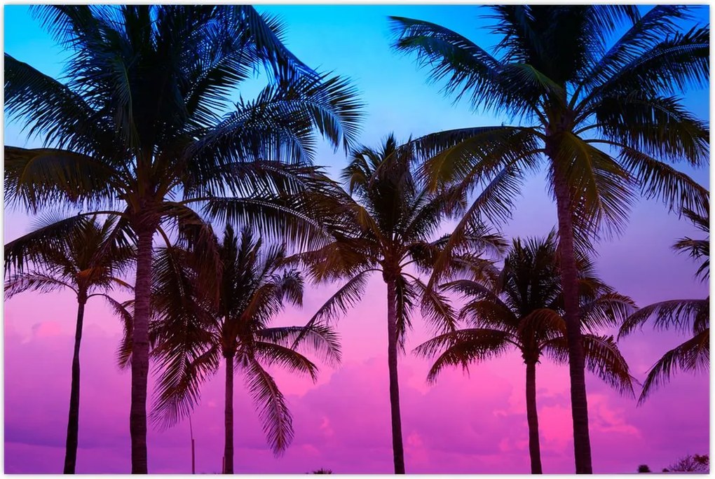 Tablou - Palmieri din Miami (90x60 cm)