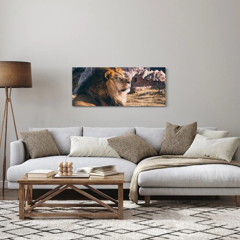 Tablou cu leul dormind (120x50 cm)