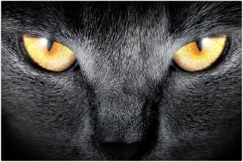 Tablou - Close up portret de o pisică (90x60 cm)