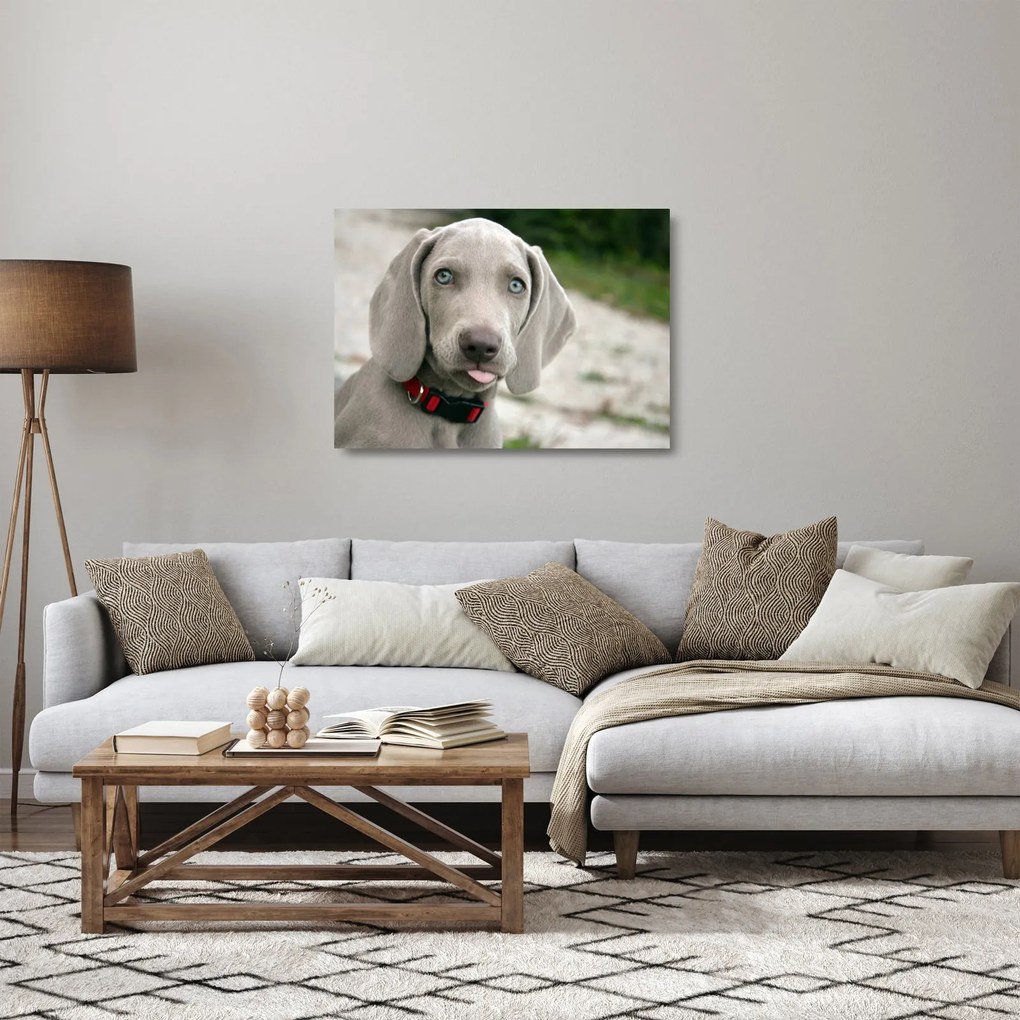 Tablou pe sticlă - cățeluș weimaraner (70x50 cm)