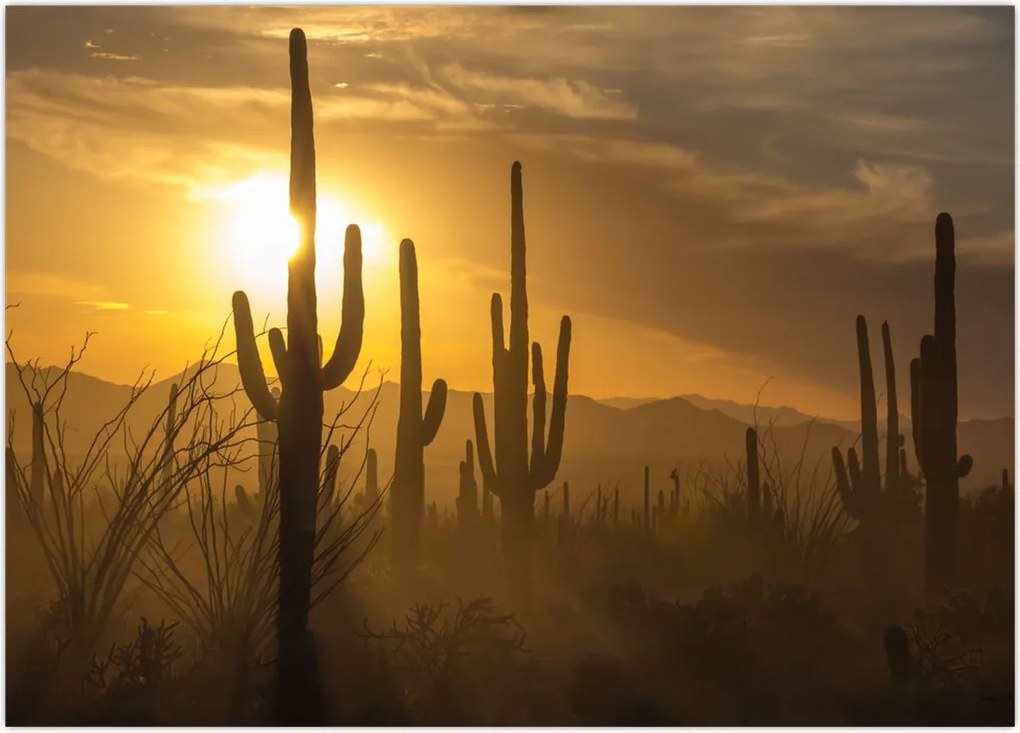 Tablou - Cactuși Saguaro (70x50 cm)
