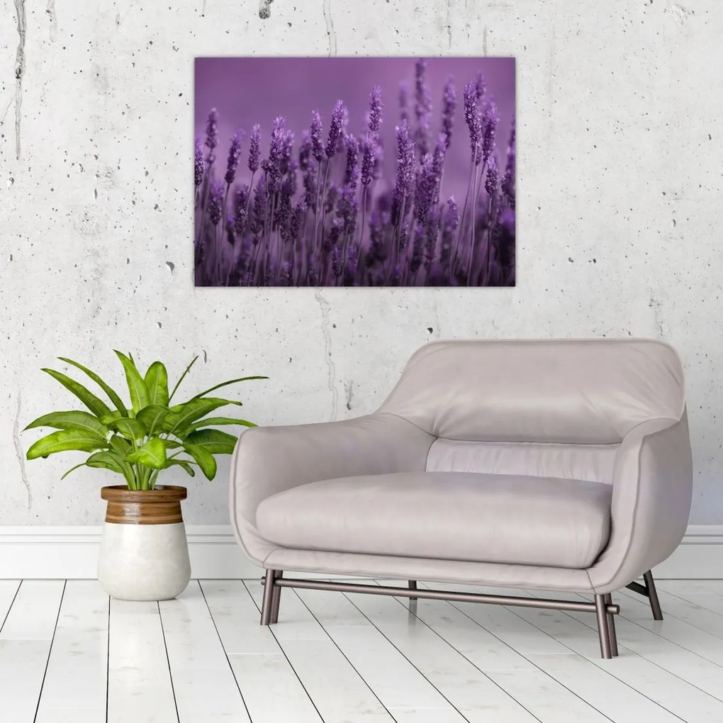 Tablou pe sticlă - Lavanda (70x50 cm)