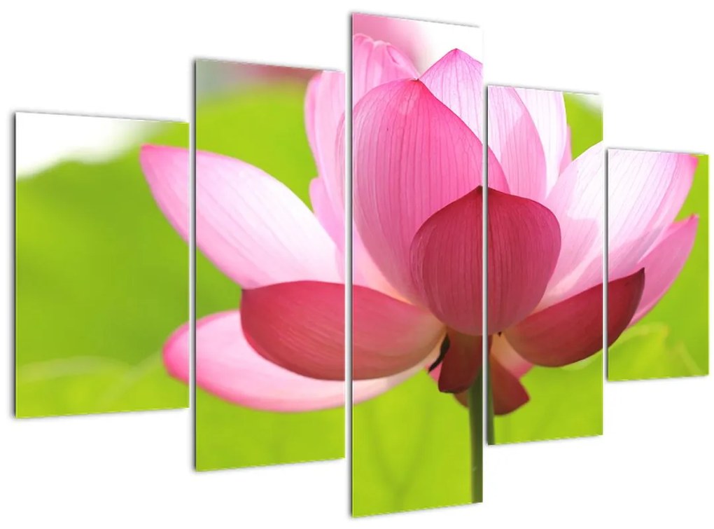 Tablou cu flori de lotus (150x105 cm)