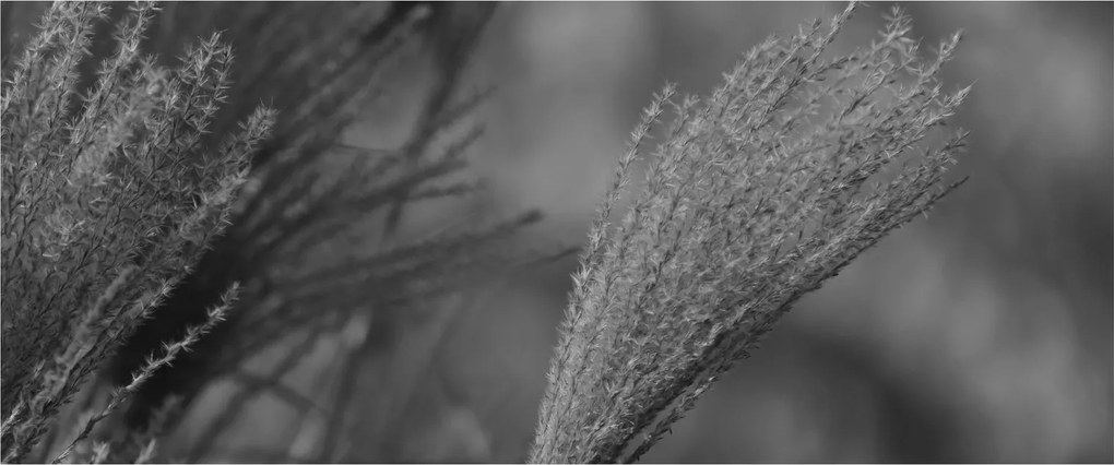 Tablou - Iarbă de pampas uscată (120x50 cm)