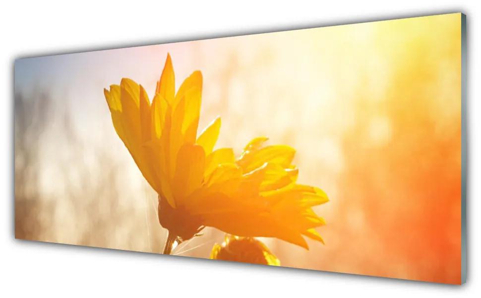 Tablouri acrilice Floarea soarelui Floral Galben